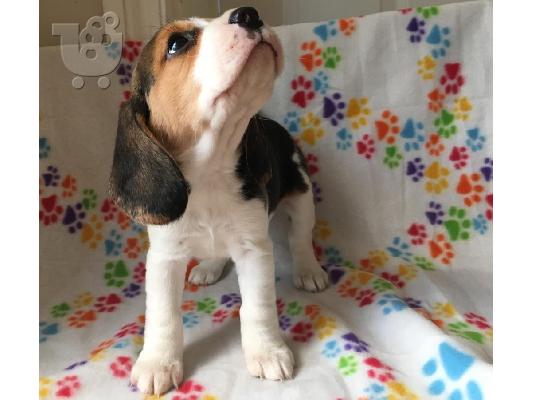 Beagle κουτάβια διαθέσιμα προς πώληση